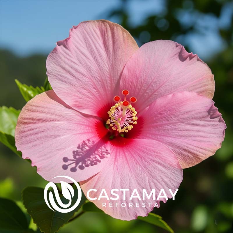 hibiscus rosa